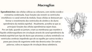 Ependimócitos: são células cúbicas ou colunares, com núcleo ovoide e
cromatina condensada. Suas funções são revestir os ventrículos
encefálicos e o canal central da medula. Essas células se destacam por
formar o revestimento dos ventrículos do cérebro e do ducto
ependimário da medula espinhal. Atualmente, acredita-se que as
principais funções das células ependimárias sejam duas.
Por um lado, quando se juntam, criam as membranas que mantêm o
líquido cefalorraquidiano em circulação através do canal ependimário da
medula espinhal (um tipo de ducto que atravessa a coluna vertebral) e os
ventrículos cerebrais impedindo que ele se espalhe por outros tecidos e
passe para áreas do organismo onde não deveria estar. Em outras
palavras, cubra os espaços de circulação dessa substância.
Macroglias
 