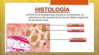 HISTOLOGÍA
 Parte de la biología que estudia la composición, la
estructura y las características de los tejidos orgánicos
de los seres vivos.
TEJIDO
CÉLULA
SUSTANCIA
INTERCELULAR
 