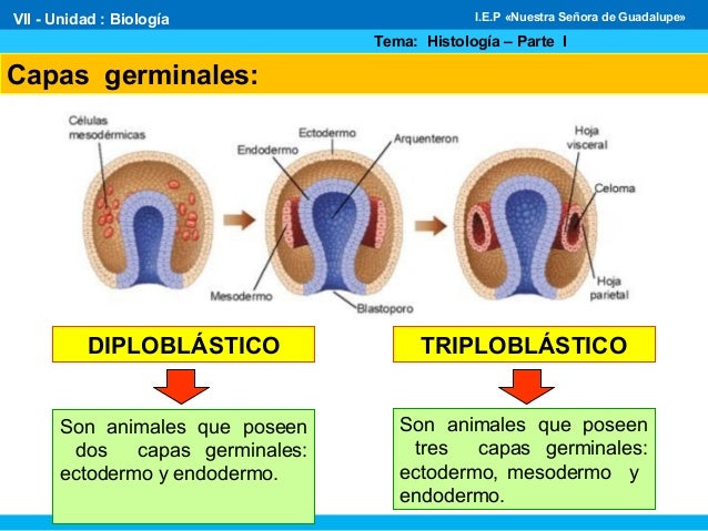 CAPAS GERMINALES ECTODERMO MESODERMO Y ENDODERMO PDF