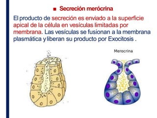 Histologia I - Tejido Glandular imagens de laminas | PDF