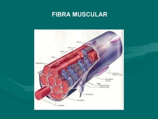 FIBRA MUSCULAR
 