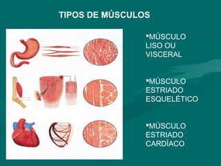 TIPOS DE MÚSCULOS
MÚSCULO
LISO OU
VISCERAL
MÚSCULO
ESTRIADO
ESQUELÉTICO
MÚSCULO
ESTRIADO
CARDÍACO
 