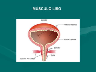 MÚSCULO LISO
 