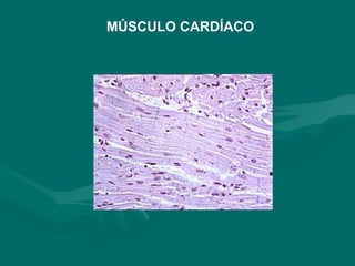 MÚSCULO CARDÍACO
 