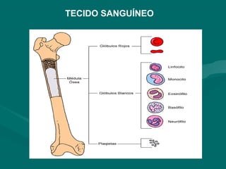 TECIDO SANGUÍNEO
 