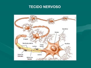 TECIDO NERVOSO
 