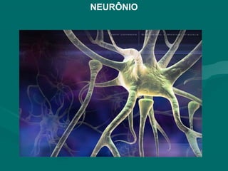 NEURÔNIO
 