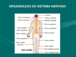 ORGANIZAÇÃO DO SISTEMA NERVOSO
 