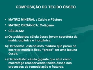 COMPOSIÇÃO DO TECIDO ÓSSEO
 MATRIZ MINERAL : Cálcio e Fósforo
 MATRIZ ORGÂNICA: Colágeno
 CÉLULAS:
a) Osteoblastos: célula óssea jovem secretora da
matriz orgânica e inorgânica.
b) Osteócitos: osteoblasto maduro que parou de
secretar matriz e ficou “preso” em uma lacuna
óssea.
c) Osteoclasto: célula gigante que atua como
macrófago reabsorvendo tecido ósseo nos
processos de remodelação e fraturas.
 