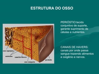 ESTRUTURA DO OSSO
PERIÓSTIO:tecido
conjuntivo de suporte,
garante suprimento de
células e nutrientes.
CANAIS DE HAVERS:
canais por onde passa
sangue trazendo alimentos
e oxigênio e nervos.
 