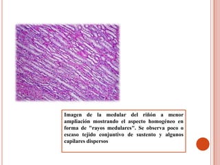Histologia Sistema Urinario | PPTX