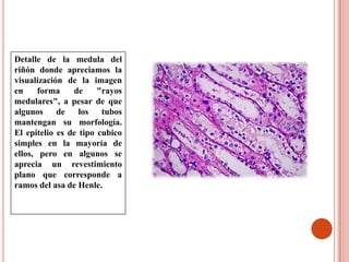 Histologia Sistema Urinario | PPTX