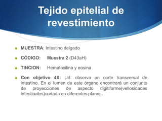 Tejido epitelial de revestimientoMUESTRA: Intestino delgadoCÓDIGO:  	Muestra 2 (D43aH)   TINCION:	Hematoxilina y eosinaCon objetivo 4X: Ud. observa un corte transversal de intestino. En el lumen de este órgano encontrará un conjunto de proyecciones de aspecto digitiforme(vellosidades intestinales)cortada en diferentes planos.