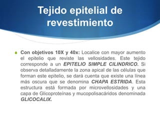 Tejido epitelial de revestimientoCon objetivos 10X y 40x: Localice con mayor aumento el epitelio que reviste las vellosidades. Este tejido corresponde a un EPITELIO SIMPLE CILINDRICO. Si observa detalladamente la zona apical de las células que forman este epitelio, se dará cuenta que existe una línea más oscura que se denomina CHAPA ESTRIDA. Esta estructura está formada por microvellosidades y una capa de Glicoproteínas y mucopolisacáridos denominada GLICOCALIX.  