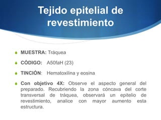 Tejido epitelial de revestimientoMUESTRA:TráqueaCÓDIGO: 	A50faH (23)   TINCIÓN: 	Hematoxilina y eosinaCon objetivo 4X: Observe el aspecto general del preparado. Recubriendo la zona cóncava del corte transversal de tráquea, observará un epitelio de revestimiento, analice con mayor aumento esta estructura.