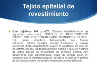 Tejido epitelial de revestimientoCon objetivos 10X y 40X: Observe detalladamente las siguientes estructuras: EPITELIO DE REVESTIMIENTO SIMPLE PSEUDOESTRATIFICADO CILINDRICO CILIADO. Ud. podrá identificar básicamente tres formas celulares, células basales, células fusiformes y células cilíndricas. Esta característica sugiere la existencia de más de un estrato celular, fundamentalmente debido a que los núcleos de estas células se encuentran en diferente planos. Aun observando esta característica, todas las células están en contacto con la membrana basal, debido a lo cual este epitelio es clasificado como un epitelio simple pseudoestratificado.