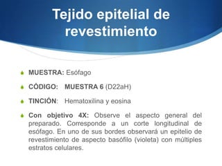 Tejido epitelial de revestimientoMUESTRA:EsófagoCÓDIGO:MUESTRA 6 (D22aH)   TINCIÓN: 	Hematoxilina y eosinaCon objetivo 4X: Observe el aspecto general del preparado. Corresponde a un corte longitudinal de esófago. En uno de sus bordes observará un epitelio de revestimiento de aspecto basófilo (violeta) con múltiples estratos celulares. 