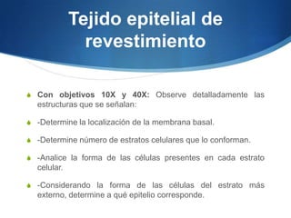 Tejido epitelial de revestimientoCon objetivos 10X y 40X: Observe detalladamente las estructuras que se señalan: -Determine la localización de la membrana basal. -Determine número de estratos celulares que lo conforman.-Analice la forma de las células presentes en cada estrato celular.-Considerando la forma de las células del estrato más externo, determine a qué epitelio corresponde.
