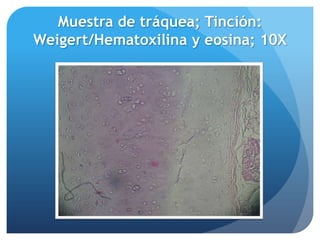Histologia laboratorio 2 | PPTX