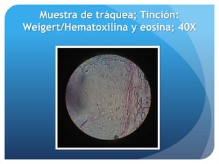 Histologia laboratorio 2 | PPTX