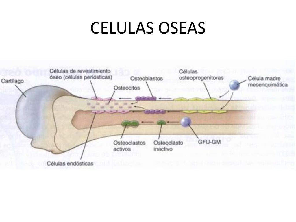 Matriz osea y osificación Matriz osea y osificación