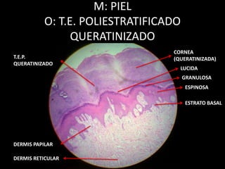 M: PIEL
O: T.E. POLIESTRATIFICADO
QUERATINIZADO
CORNEA
(QUERATINIZADA)
LUCIDA
GRANULOSA
ESPINOSA
ESTRATO BASAL
DERMIS PAPILAR
DERMIS RETICULAR
T.E.P.
QUERATINIZADO
 