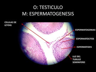 O: TESTICULO
M: ESPERMATOGENESIS
LUZ DEL
TUBULO
SEMINIFERO
CELULAS DE
LEYDIG
ESPERMATOGONIAS
ESPERMATOCITOS
ESPERMATIDES
 