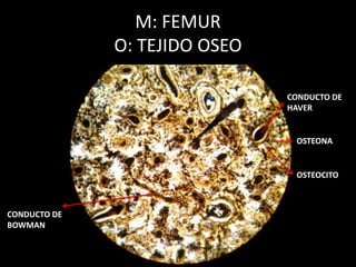 M: FEMUR
O: TEJIDO OSEO
CONDUCTO DE
HAVER
OSTEONA
OSTEOCITO
CONDUCTO DE
BOWMAN
 
