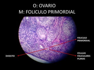 O: OVARIO
M: FOLICULO PRIMORDIAL
FOLICULO
PRIMORDIAL
CELULAS
FOLICULARES
PLANAS
OVOCITO
 