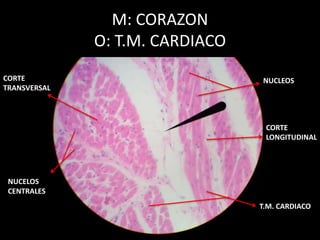 M: CORAZON
O: T.M. CARDIACO
NUCLEOS
CORTE
LONGITUDINAL
CORTE
TRANSVERSAL
NUCELOS
CENTRALES
T.M. CARDIACO
 