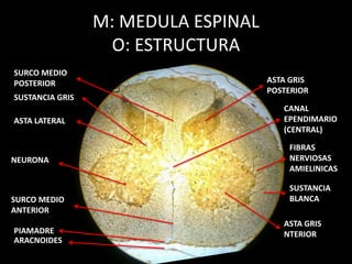 M: MEDULA ESPINAL
O: ESTRUCTURA
CANAL
EPENDIMARIO
(CENTRAL)
SUSTANCIA GRIS
NEURONA
SUSTANCIA
BLANCA
PIAMADRE
ARACNOIDES
ASTA GRIS
POSTERIOR
FIBRAS
NERVIOSAS
AMIELINICAS
ASTA GRIS
NTERIOR
ASTA LATERAL
SURCO MEDIO
ANTERIOR
SURCO MEDIO
POSTERIOR
 