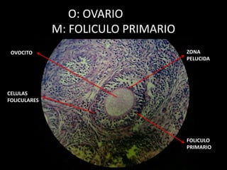 O: OVARIO
M: FOLICULO PRIMARIO
OVOCITO
CELULAS
FOLICULARES
ZONA
PELUCIDA
FOLICULO
PRIMARIO
 