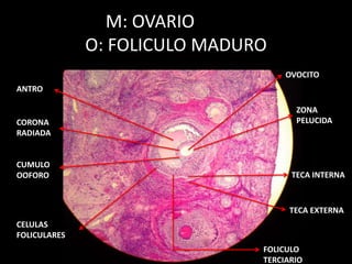 M: OVARIO
O: FOLICULO MADURO
ZONA
PELUCIDACORONA
RADIADA
OVOCITO
ANTRO
TECA INTERNA
TECA EXTERNA
CUMULO
OOFORO
CELULAS
FOLICULARES
FOLICULO
TERCIARIO
 