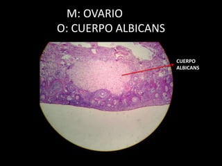 M: OVARIO
O: CUERPO ALBICANS
CUERPO
ALBICANS
 