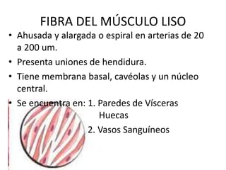 FIBRA DEL MÚSCULO LISO
• Ahusada y alargada o espiral en arterias de 20
a 200 um.
• Presenta uniones de hendidura.
• Tiene membrana basal, cavéolas y un núcleo
central.
• Se encuentra en: 1. Paredes de Vísceras
Huecas
2. Vasos Sanguíneos
 