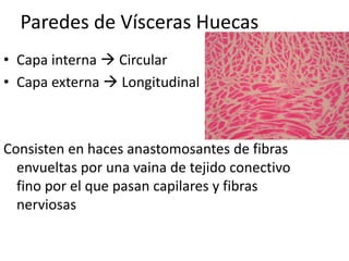 Paredes de Vísceras Huecas
• Capa interna  Circular
• Capa externa  Longitudinal
Consisten en haces anastomosantes de fibras
envueltas por una vaina de tejido conectivo
fino por el que pasan capilares y fibras
nerviosas
 