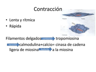 Contracción
• Lenta y rítmica
• Rápida
Filamentos delgados tropomiosina
calmodulina+calcio= cinasa de cadena
ligera de miosina a la miosina
contienen
necesita
fosforila
 