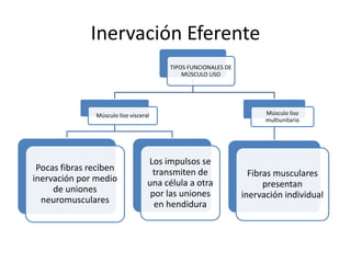 Inervación Eferente
TIPOS FUNCIONALES DE
MÚSCULO LISO
Músculo liso visceral
Pocas fibras reciben
inervación por medio
de uniones
neuromusculares
Los impulsos se
transmiten de
una célula a otra
por las uniones
en hendidura
Músculo liso
multiunitario
Fibras musculares
presentan
inervación individual
 
