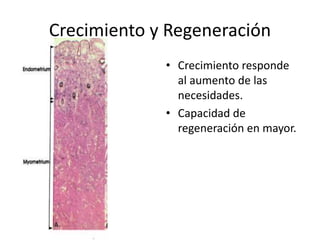 Crecimiento y Regeneración
• Crecimiento responde
al aumento de las
necesidades.
• Capacidad de
regeneración en mayor.
 