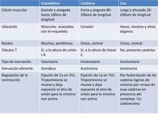 Esquelético Cardiaco Liso
Célula muscular Grande y alargada
hasta 100cm de
longitud
Corta y angosta 80-
100um de longitud
Larga y ahusada 20-
200um de longitud
Ubicación Músculos asociados
con el esqueleto
Corazón Vasos, vísceras y otros
órganos
Núcleo Muchos, periféricos Único, central Único, central
Túbulos T Sí, a la altura de unión
I-A
Sí, a la altura de líneas
Z
No, presenta cavéolas
Tipo de inervación Voluntaria Involuntaria Involuntaria
Inervación eferente Somática Autónoma Autónoma
Regulación de la
contracción
Fijación de Ca en TnC.
Tropomiosina se
mueve y deja
expuesto el sitio de
unión para la miosina
con actina
Fijación de Ca en TnC.
Tropomiosina se
mueve y deja
expuesto el sitio de
unión para la miosina
con actina
Por fosforilación de las
cadenas ligeras de
miosina por cinasa de
esas cadenas en
presencia del
complejo Ca-
caldomulina
 