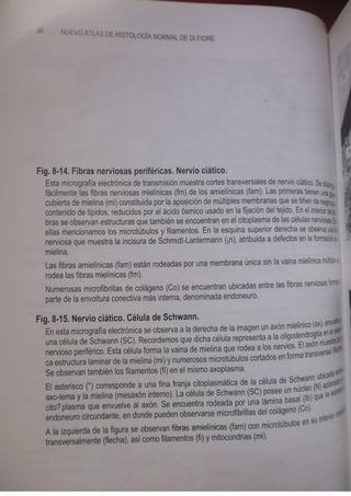 Histologia normal de difiore