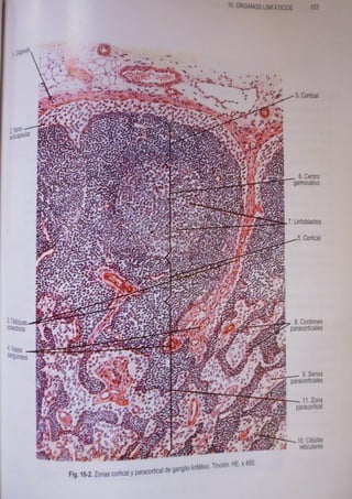 Histologia normal de difiore