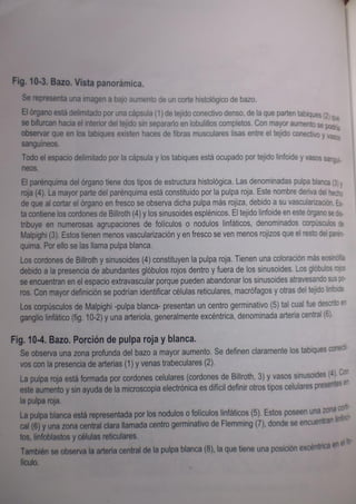 Histologia normal de difiore