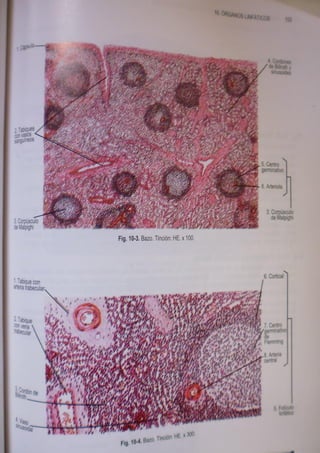 Histologia normal de difiore