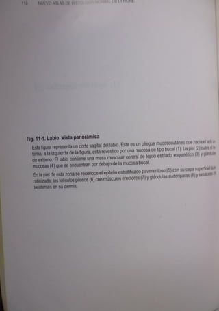 Histologia normal de difiore