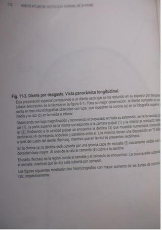 Histologia normal de difiore