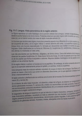 Histologia normal de difiore