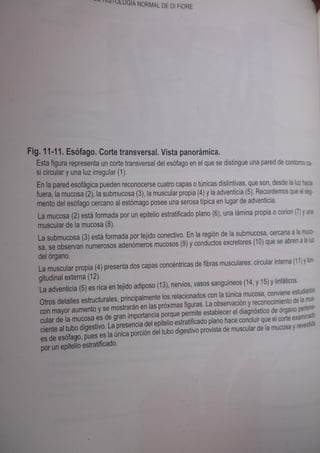 Histologia normal de difiore