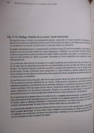 Histologia normal de difiore