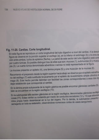 Histologia normal de difiore